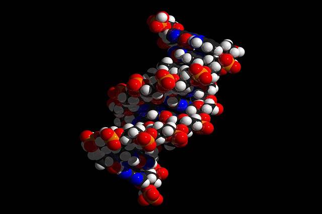 ADN molecular
